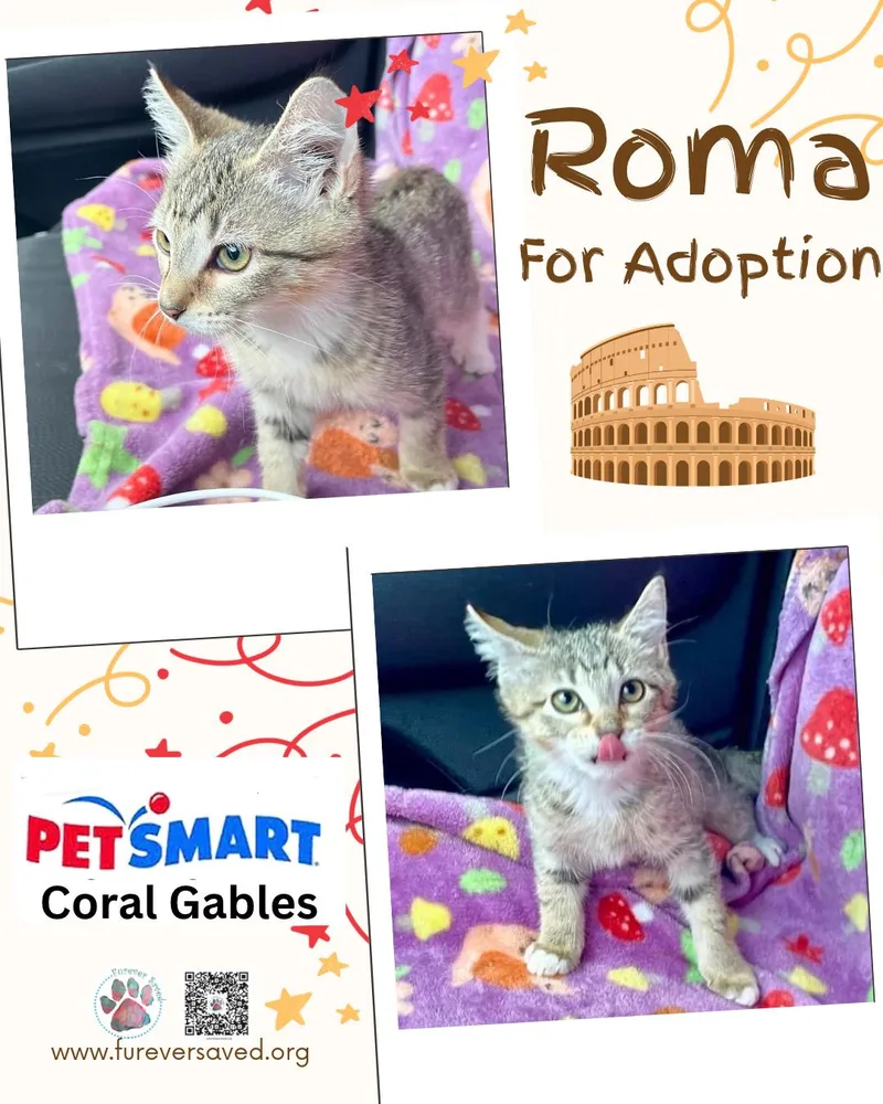 Roma thumbnail 2