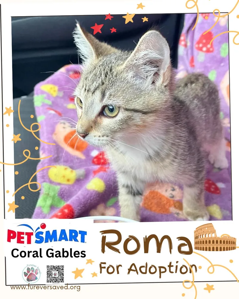 Roma thumbnail 3