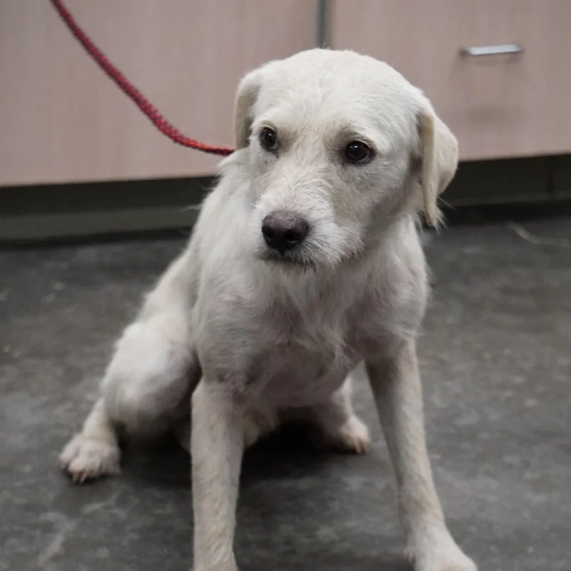 An adult medium-sized male White / Cream Mixed Breed dog named Winston for adoption in Buffalo, MN