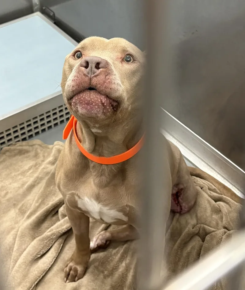 An adult medium-sized male Yellow / Tan / Blond / Fawn American Staffordshire Terrier dog named Yamal for adoption in Ashland, VA