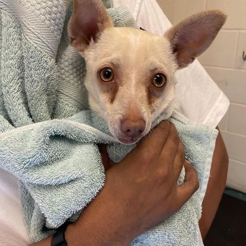 An adult small-sized male White / Cream Mixed Breed dog named Rocko for adoption in Bartlett, TN