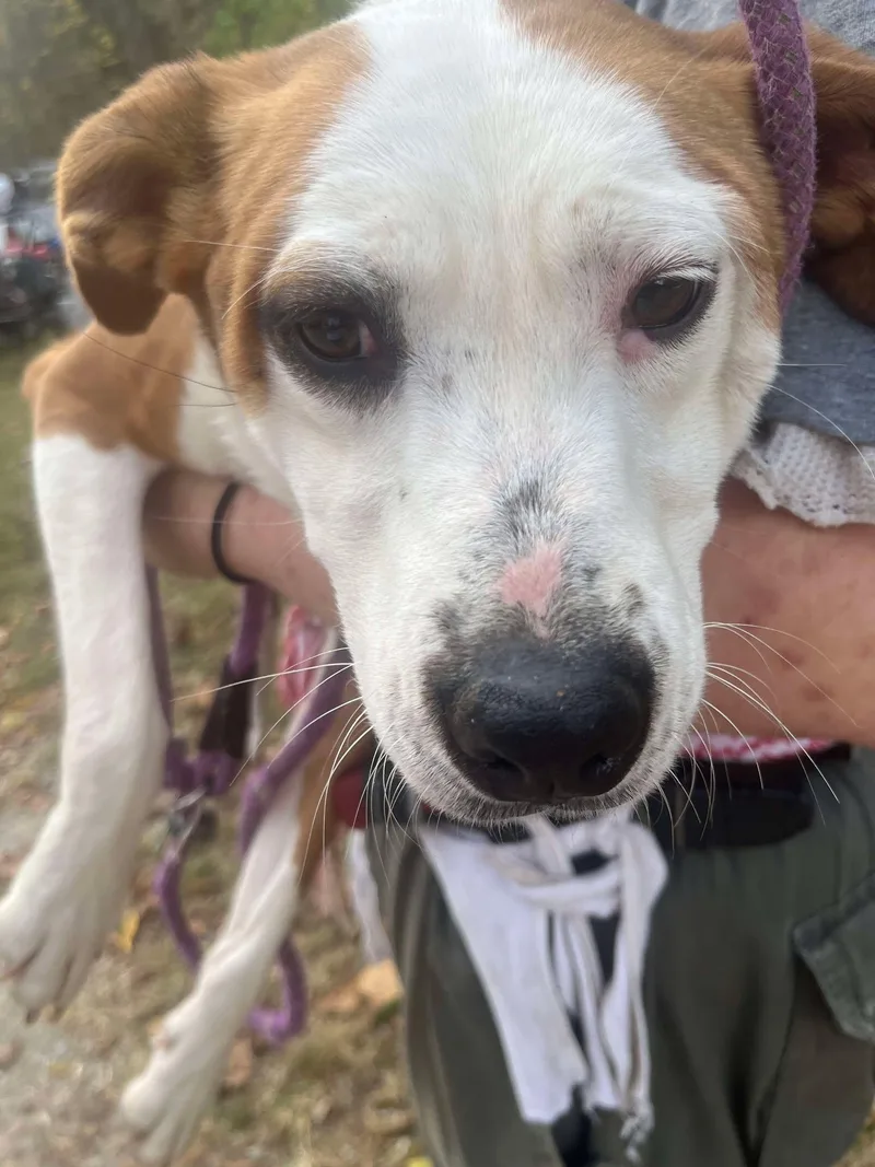 A young medium-sized female Pit Bull Terrier dog named Piper for adoption in Trinity, NC
