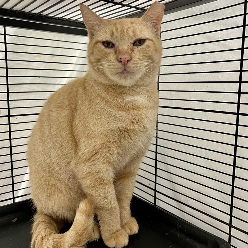 An adult medium-sized female Orange / Red Domestic Short Hair cat named Ramona for adoption in Mount Laurel, NJ