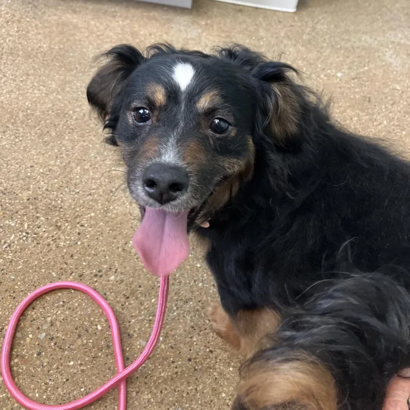 An adult small-sized male Black Mixed Breed dog named Oreo for adoption in Skokie, IL
