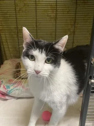 An adult large-sized female Domestic Short Hair cat named Dina for adoption in Charleston, SC