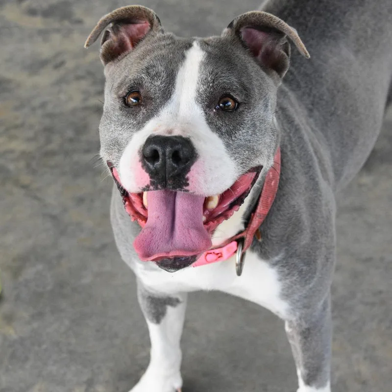 An adult medium-sized female Gray / Blue / Silver Mixed Breed dog named Nala for adoption in Columbus, NC