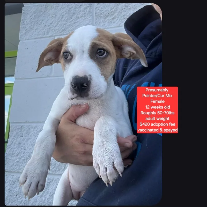 A baby medium-sized female Pointer dog named Presumably for adoption in Oviedo, FL