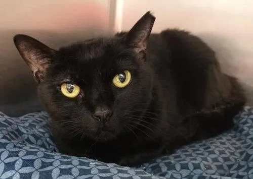 An adult medium-sized female Domestic Short Hair cat named Ruby  Psp for adoption in Oakland Park, FL