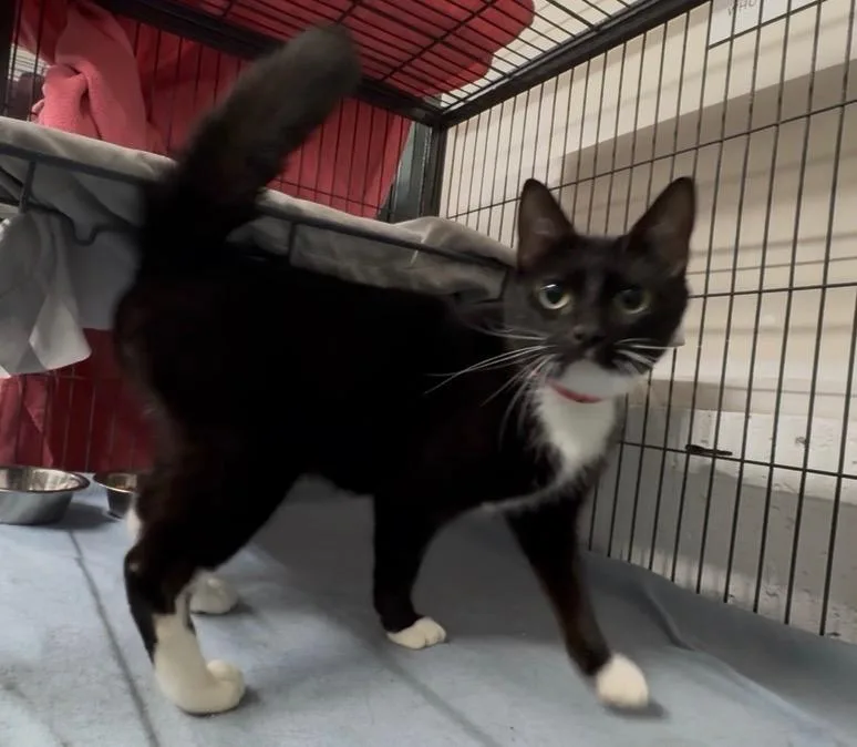 A young medium-sized female Domestic Short Hair cat named Ruby for adoption in St. Albans, VT