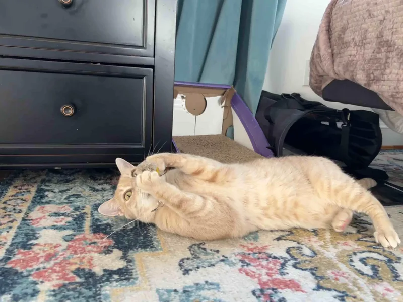 An adult large-sized male Orange / Red Domestic Short Hair cat named Hercules for adoption in Fairfax, VA