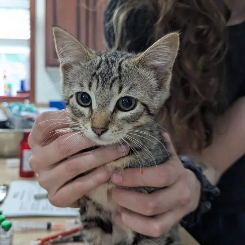 A baby small-sized male Tabby (Brown / Chocolate) Tabby cat named Leopard for adoption in Ocala, FL
