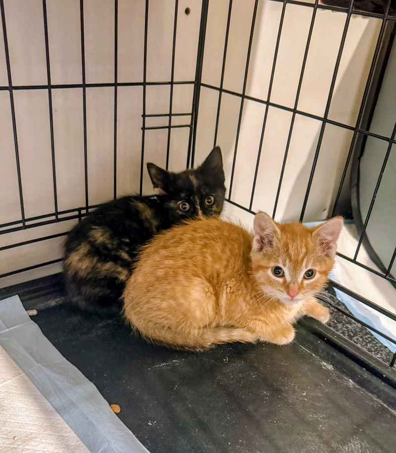 A baby small-sized female Tortoiseshell Domestic Short Hair cat named Shadow for adoption in Syosset, NY