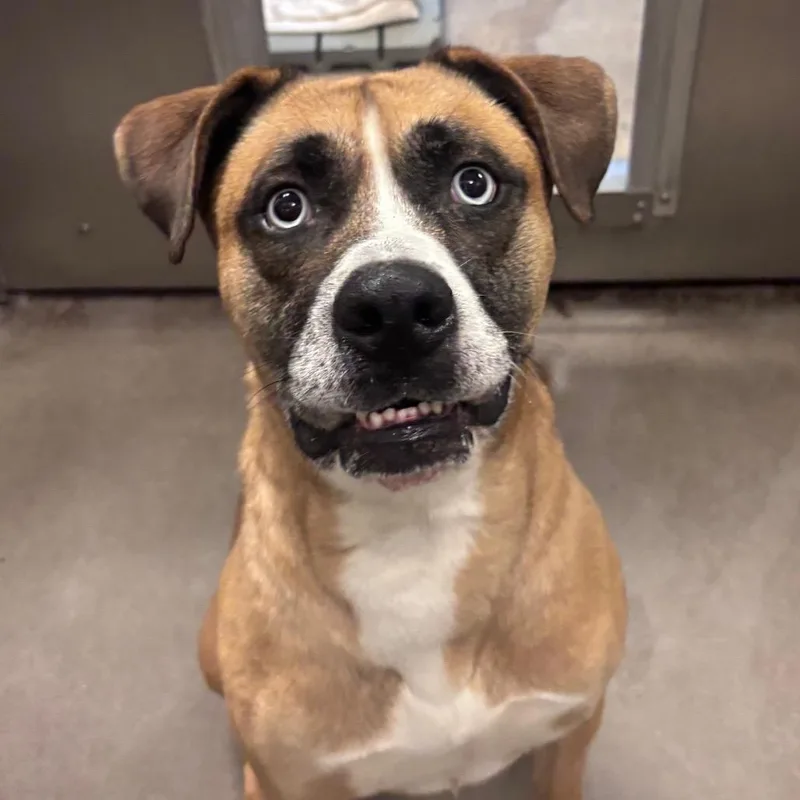 An adult large-sized male Mixed Breed dog named Bruno for adoption in York, PA