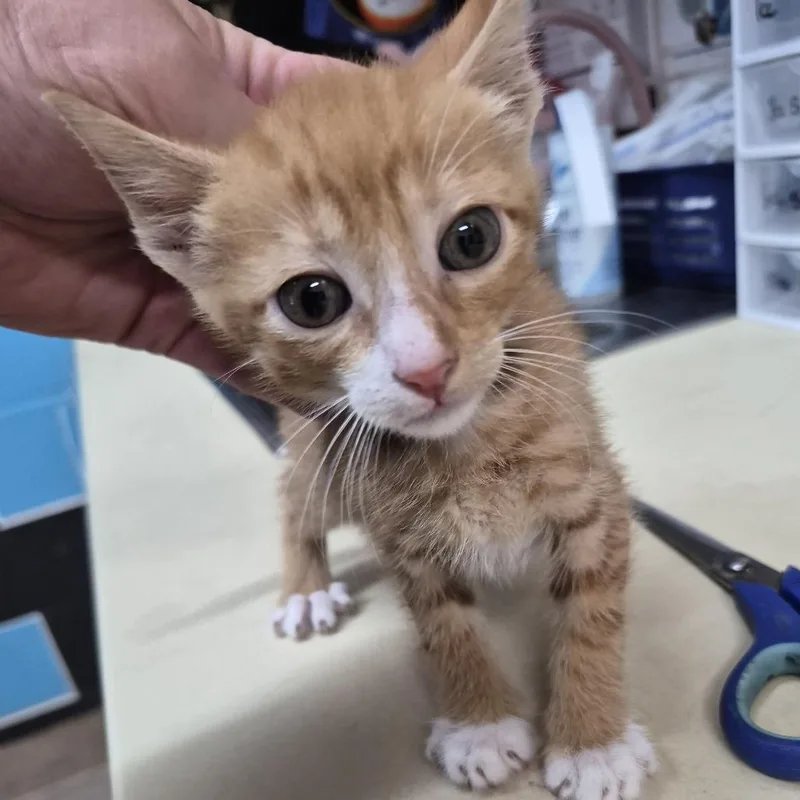 A baby small-sized male Orange / Red Domestic Short Hair cat named Billy Idol for adoption in Ardmore, OK