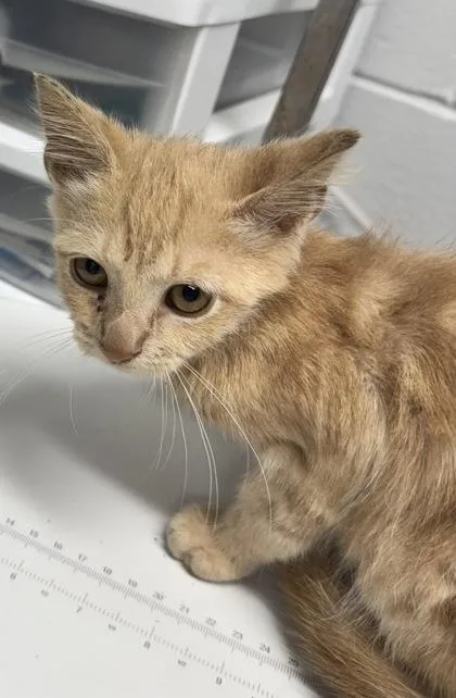 A baby small-sized male Domestic Short Hair cat named Theodore for adoption in West Chester, PA