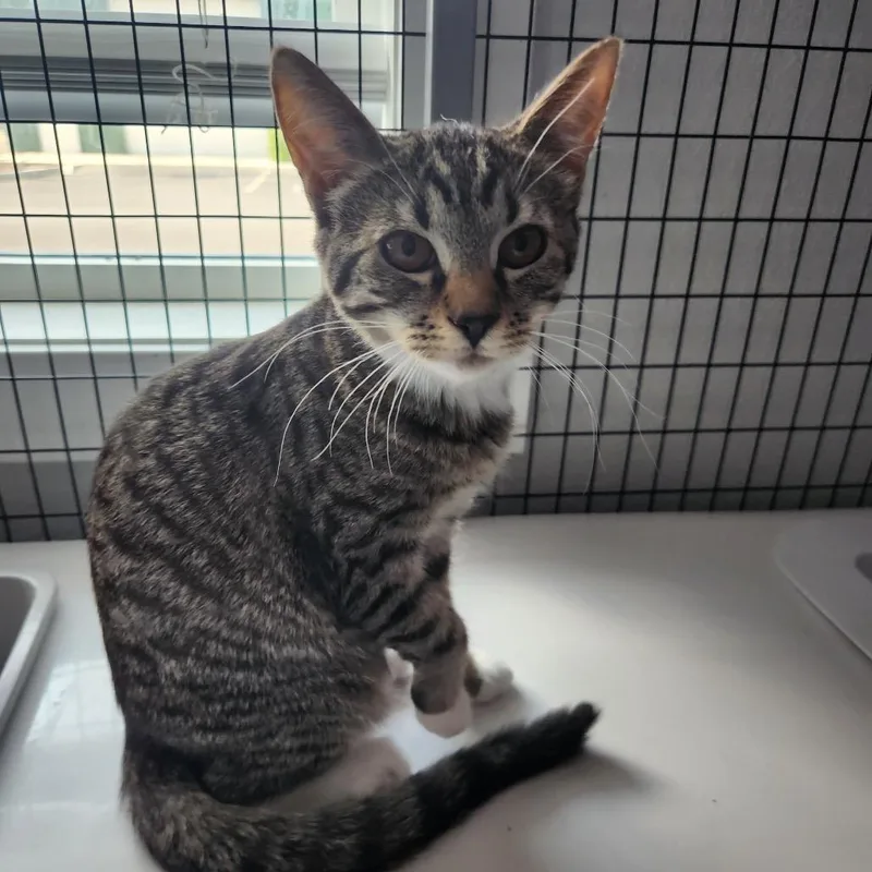 A baby small-sized female Brown / Chocolate Domestic Short Hair cat named Betty for adoption in Talent, OR