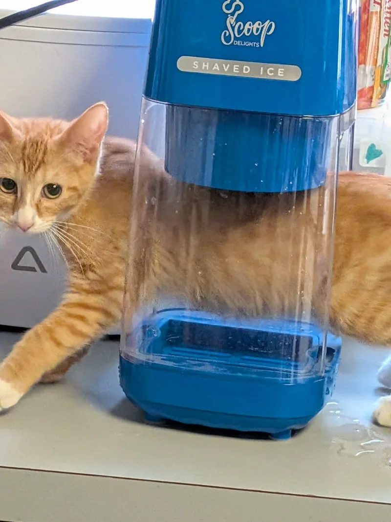 A young medium-sized male Domestic Short Hair cat named Snoopy & Woodstock for adoption in Manchester, CT