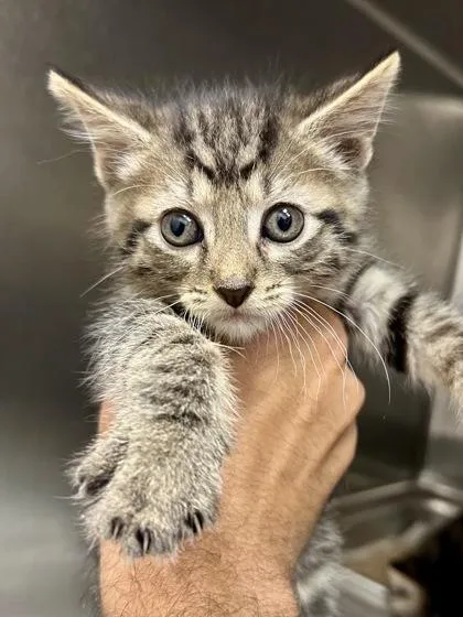 A baby medium-sized male Buff / Tan / Fawn Domestic Short Hair cat named Voltage for adoption in Wichita, KS