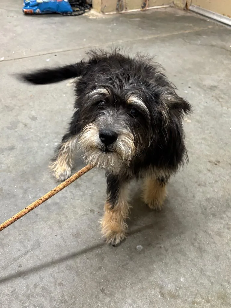 Biscuit
