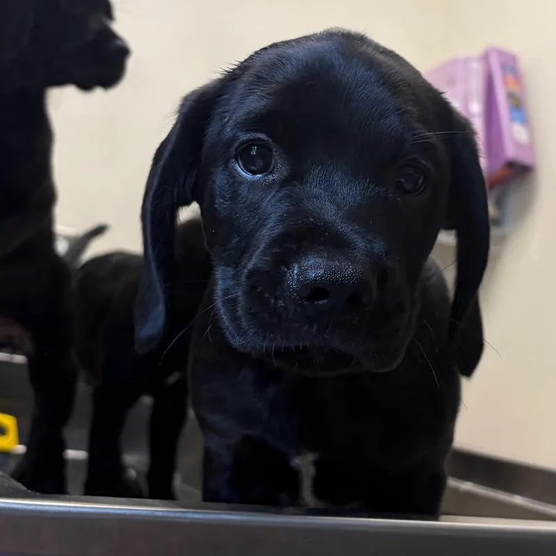 A baby medium-sized male Black Mixed Breed dog named Axel for adoption in Red House, WV