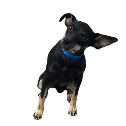 Kuma