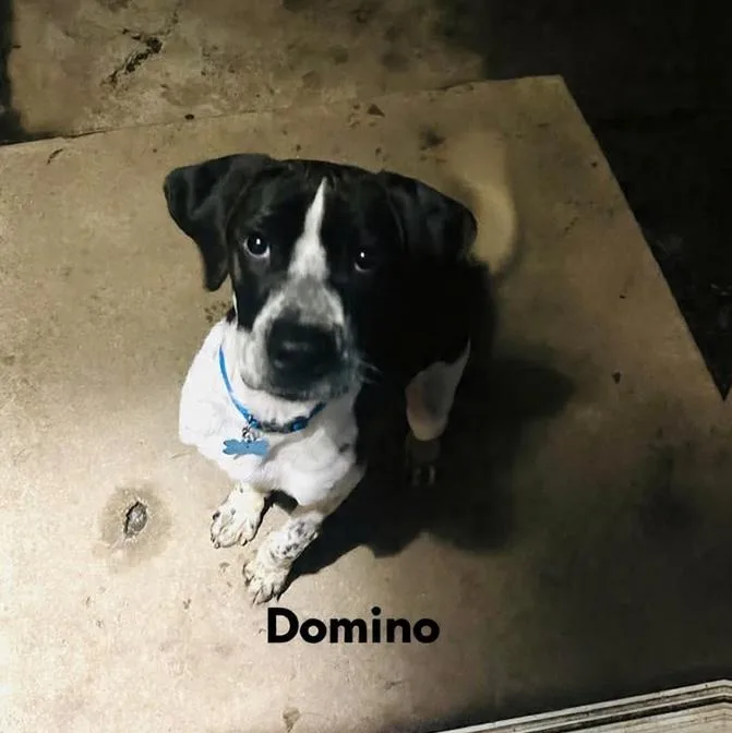 Domino