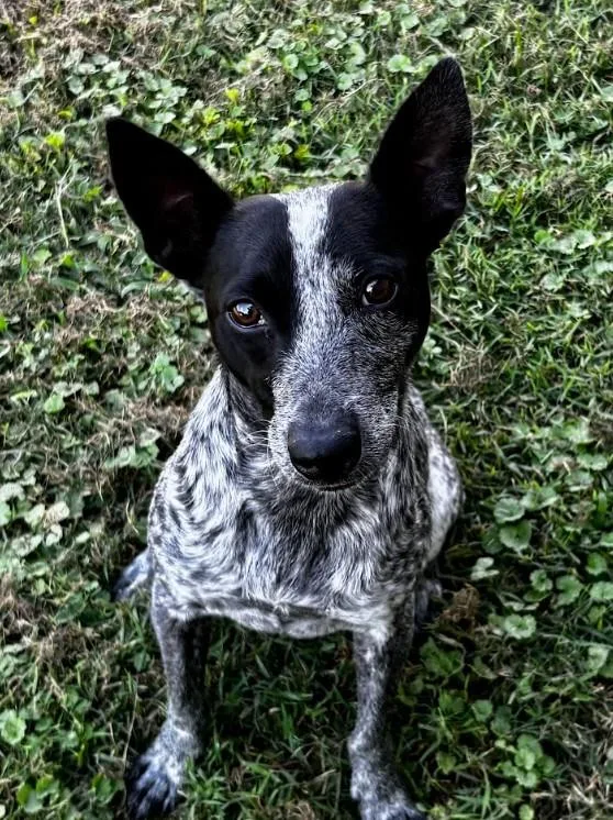 A young small-sized female Gray / Blue / Silver Australian Cattle Dog / Blue Heeler dog named Lacy for adoption in Joppa, AL