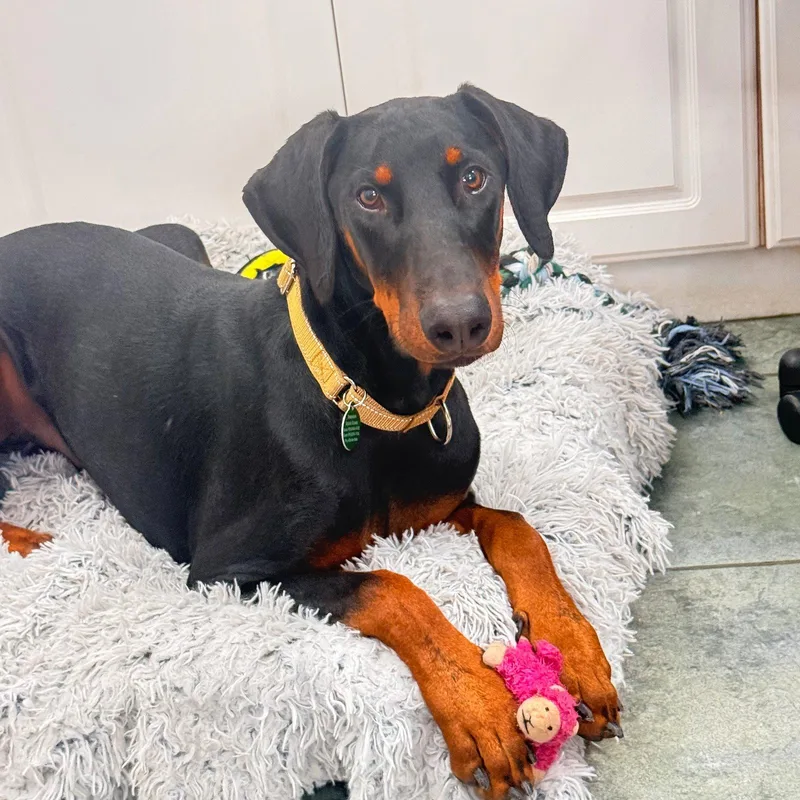 A young medium-sized male Doberman Pinscher dog named Dante for adoption in Oakland Park, FL