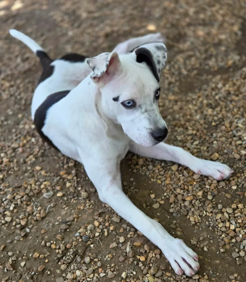 A young medium-sized male Black American Bulldog dog named Bluey for adoption in Anniston, AL