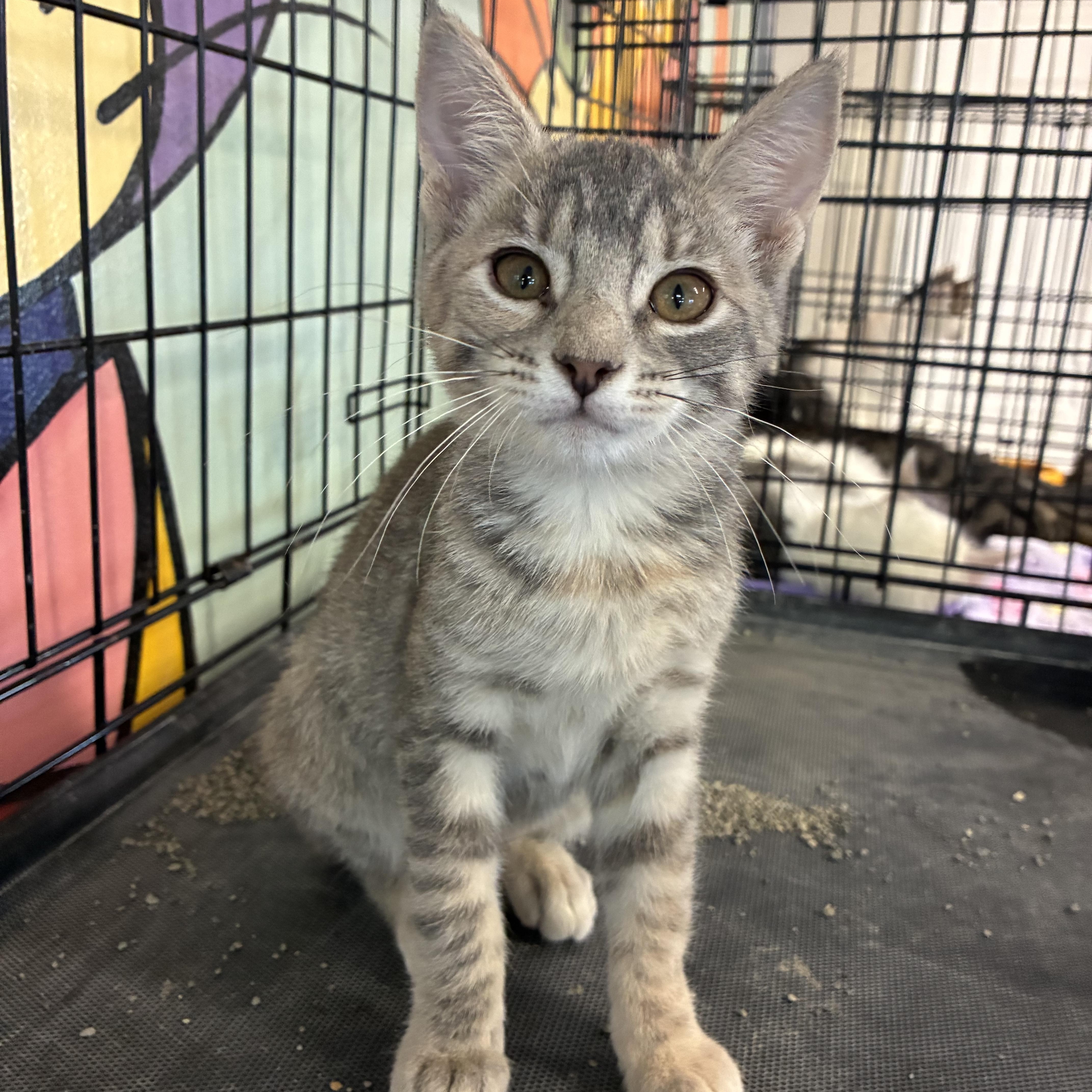 A baby medium-sized female Tabby (Gray / Blue / Silver) Domestic Short Hair cat named Hermione for adoption in Breinigsville, PA