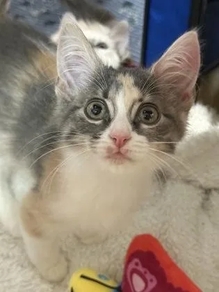 A baby small-sized female Domestic Medium Hair cat named Valeria for adoption in Fort Worth, TX