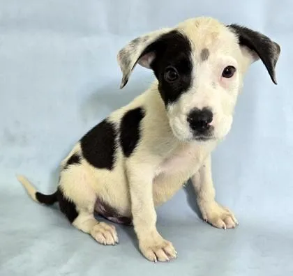 A baby large-sized male Labrador Retriever dog named Dino for adoption in Morton Grove, IL