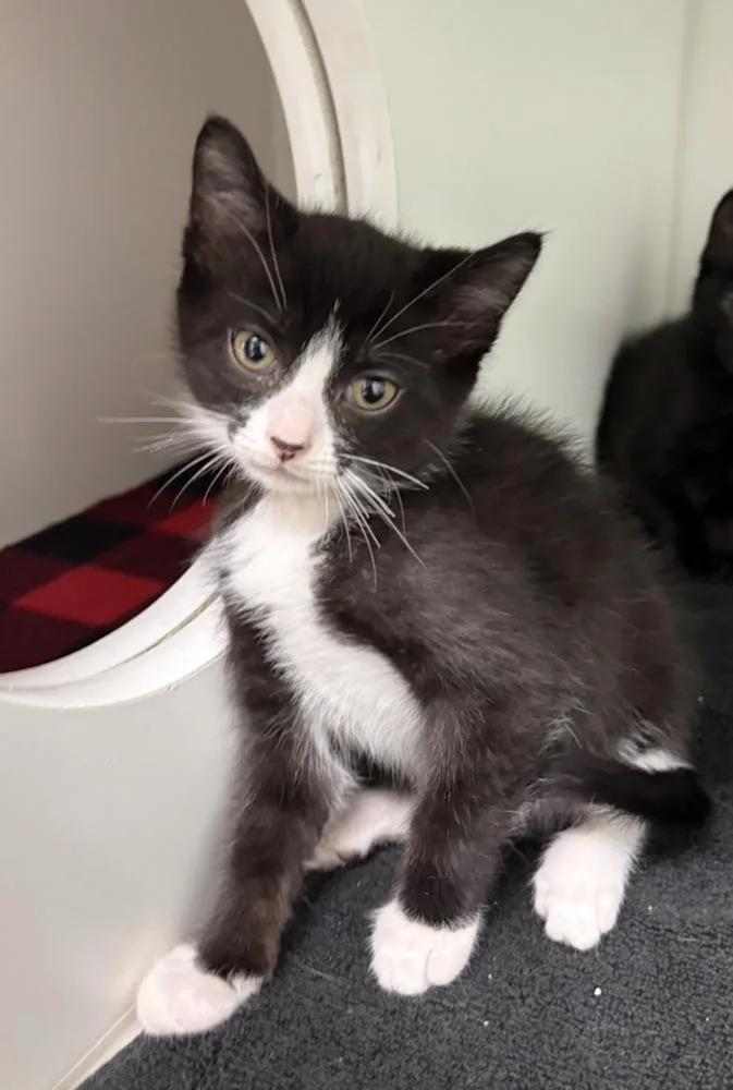 A baby small-sized male Black & White / Tuxedo Domestic Short Hair cat named Billy for adoption in Rochester, IN