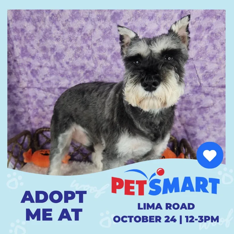 An adult small-sized male Gray / Blue / Silver Miniature Schnauzer dog named George Clooney for adoption in Fort Wayne, IN