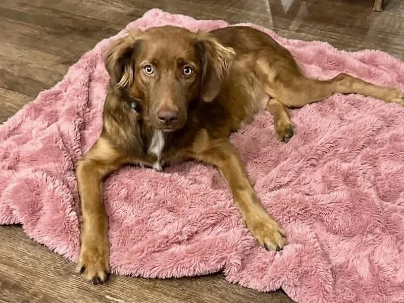 A young medium-sized female Australian Shepherd dog named Kallie for adoption in Rockwall, TX