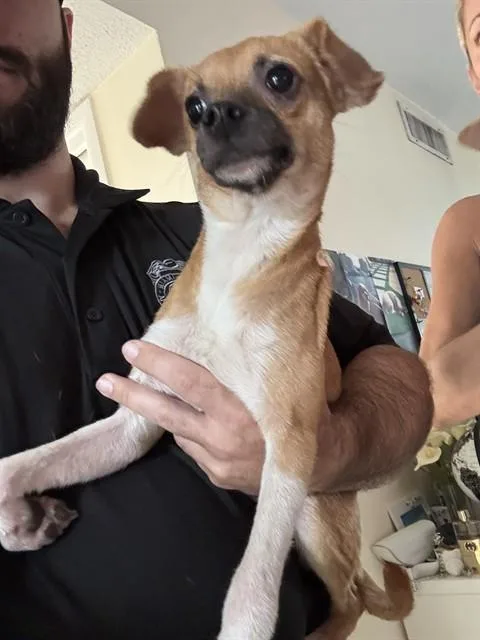 A young small-sized male Chihuahua dog named Henry for adoption in Miami, FL