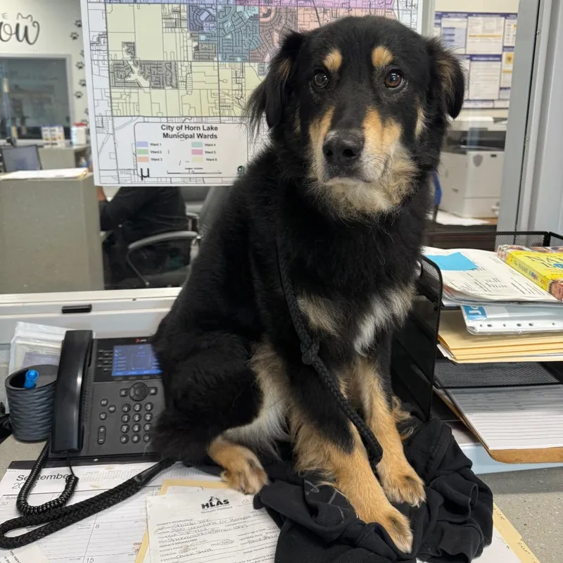 An adult large-sized male Australian Shepherd dog named Koby for adoption in Horn Lake, MS