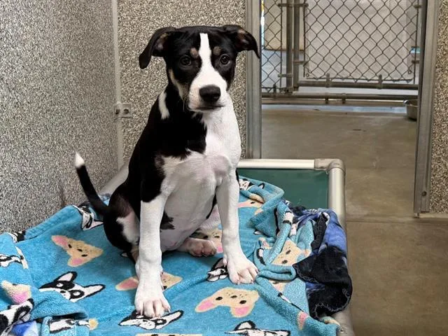 A baby small-sized female Pit Bull Terrier dog named Antigone for adoption in Santa Rosa, CA