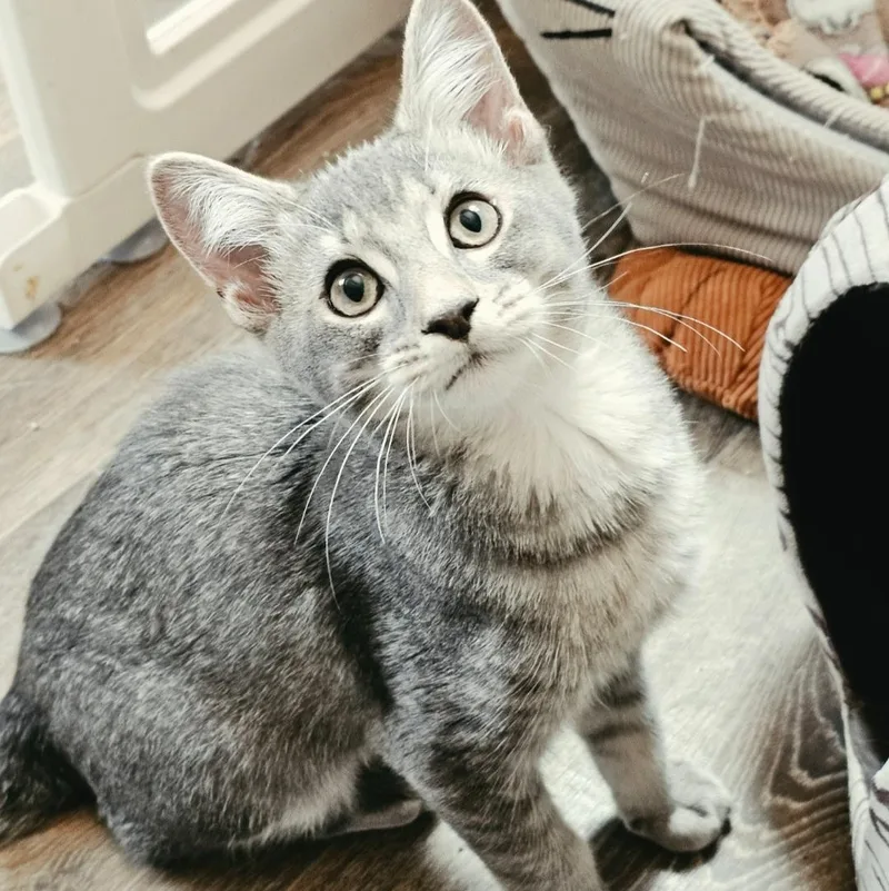 A baby medium-sized male Tabby (Gray / Blue / Silver) Domestic Short Hair cat named Wrangler for adoption in Waynesville, NC
