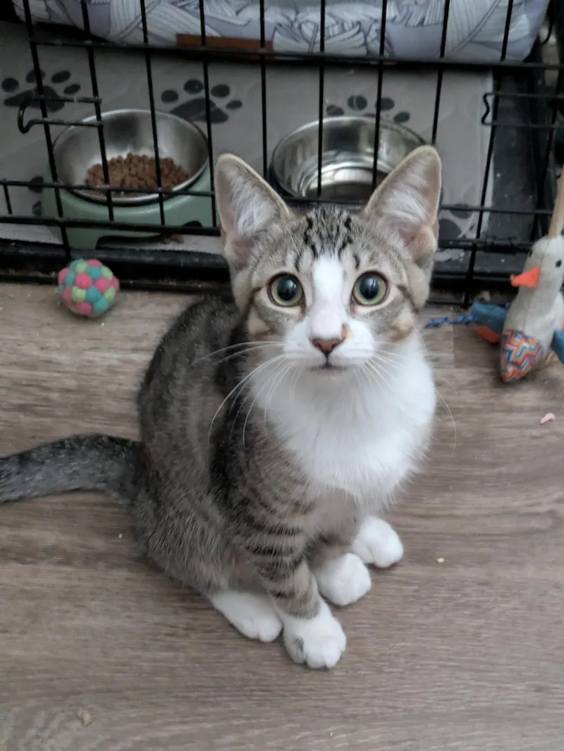 A young medium-sized female Gray & White Domestic Short Hair cat named Zoe for adoption in Walnut, CA