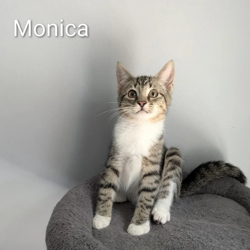A baby medium-sized female Tabby (Tiger Striped) Domestic Short Hair cat named Monica for adoption in Maple Shade, NJ