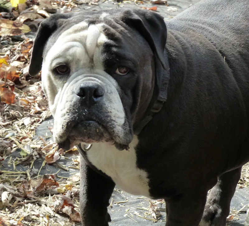 An adult large-sized female English Bulldog dog named Betsy for adoption in Otsego, MI