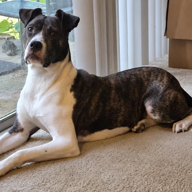 A young medium-sized male Boxer dog named Rocky for adoption in Helena, AL