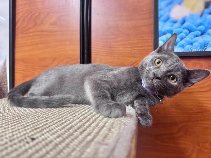 A young medium-sized female Gray / Blue / Silver Domestic Short Hair cat named Florence for adoption in North Babylon, NY
