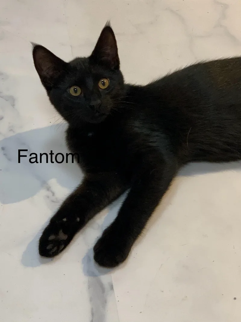 A young medium-sized male Black Domestic Short Hair cat named Fantom for adoption in Saint Charles, MO