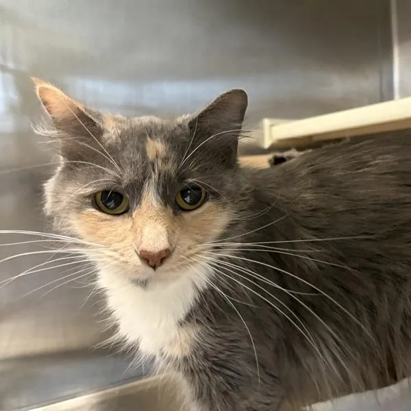 An adult small-sized female Domestic Long Hair cat named Juniper for adoption in Des Moines, IA