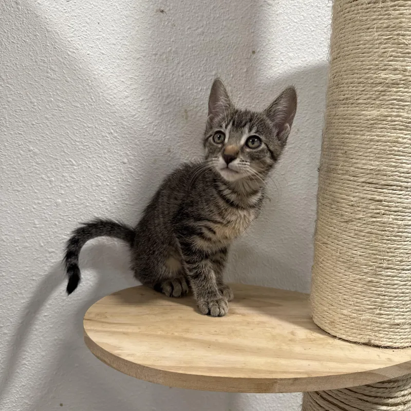 A baby small-sized female Tabby (Brown / Chocolate) Domestic Short Hair cat named Tiny Tail for adoption in Fresno, CA