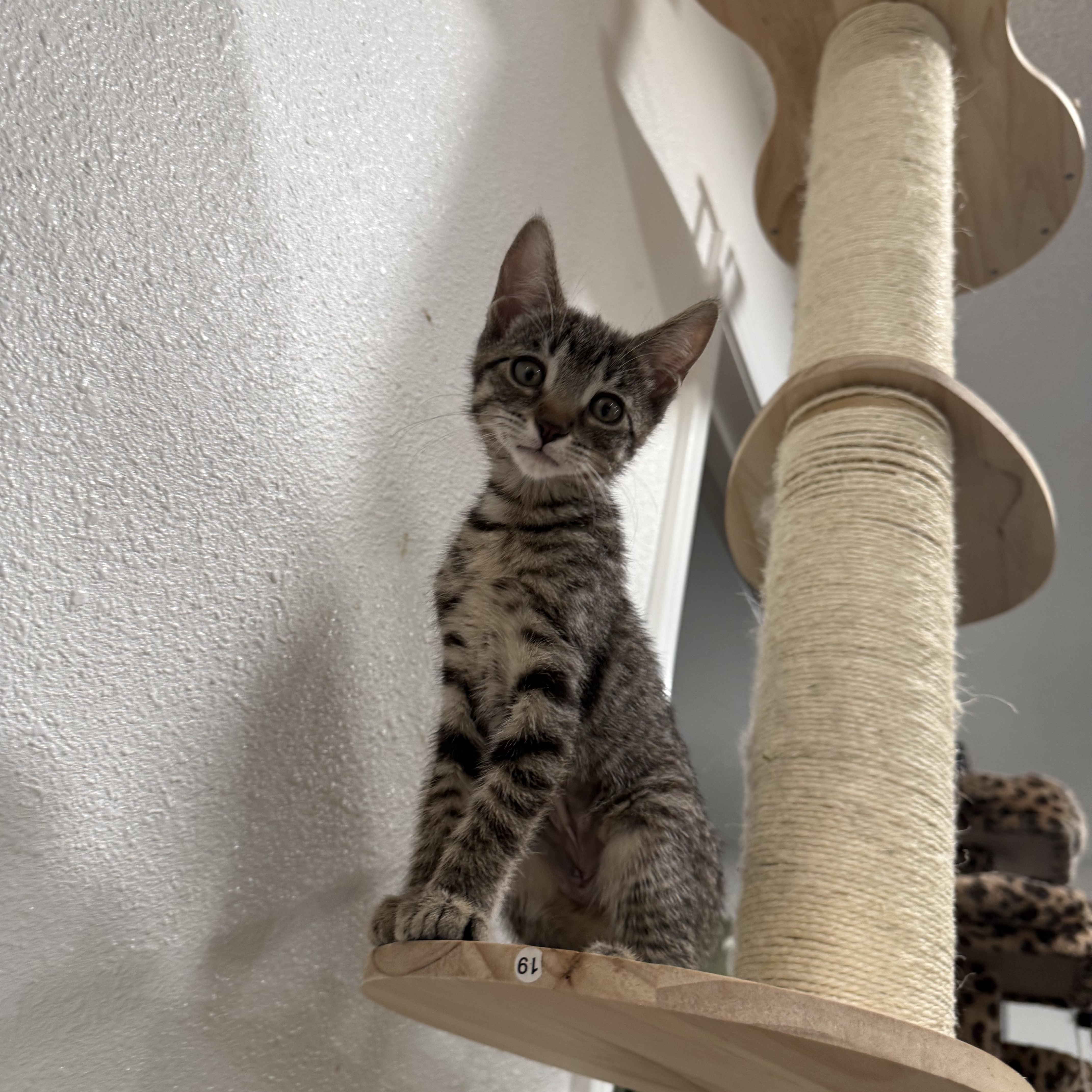 Tiny Tail thumbnail 2