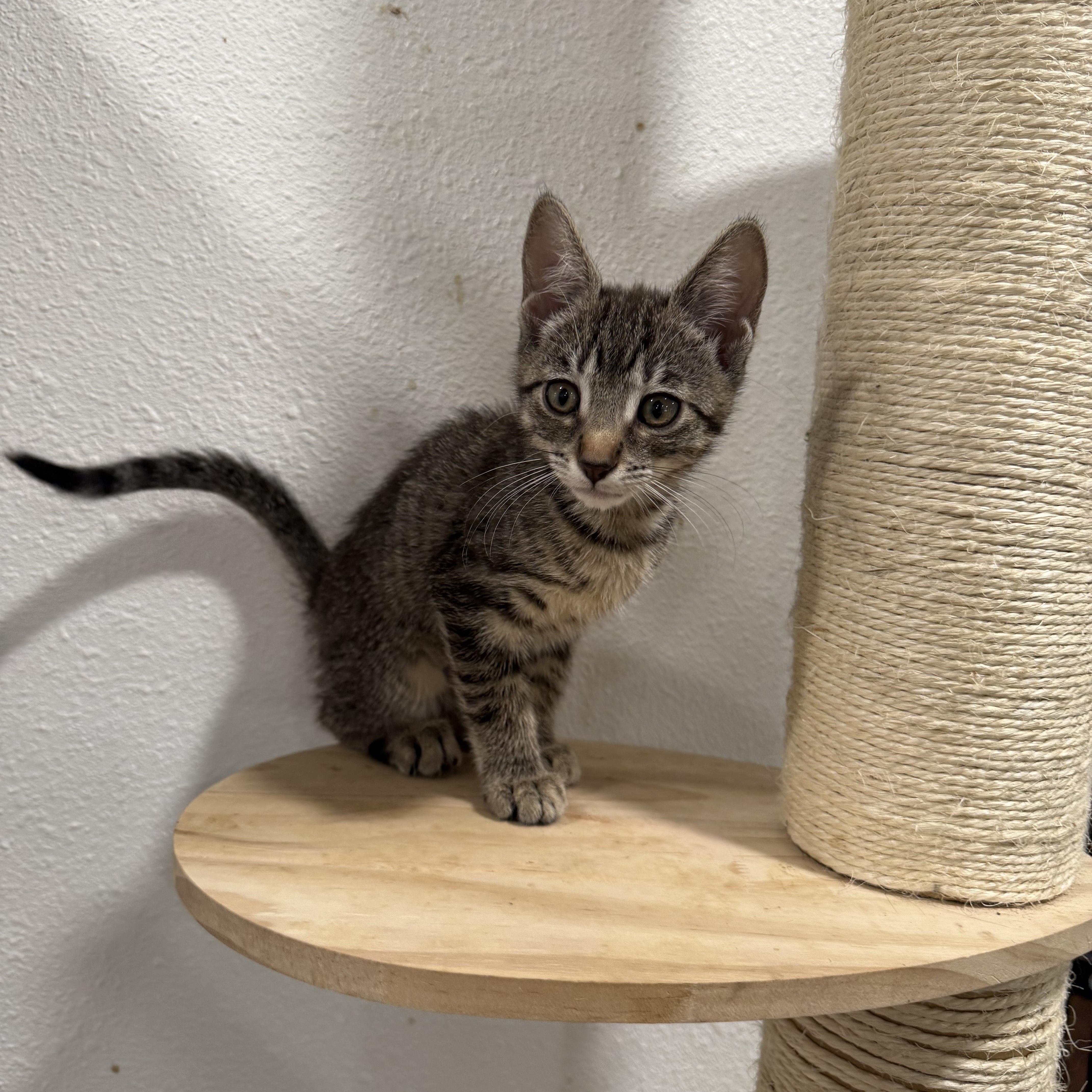 Tiny Tail thumbnail 3