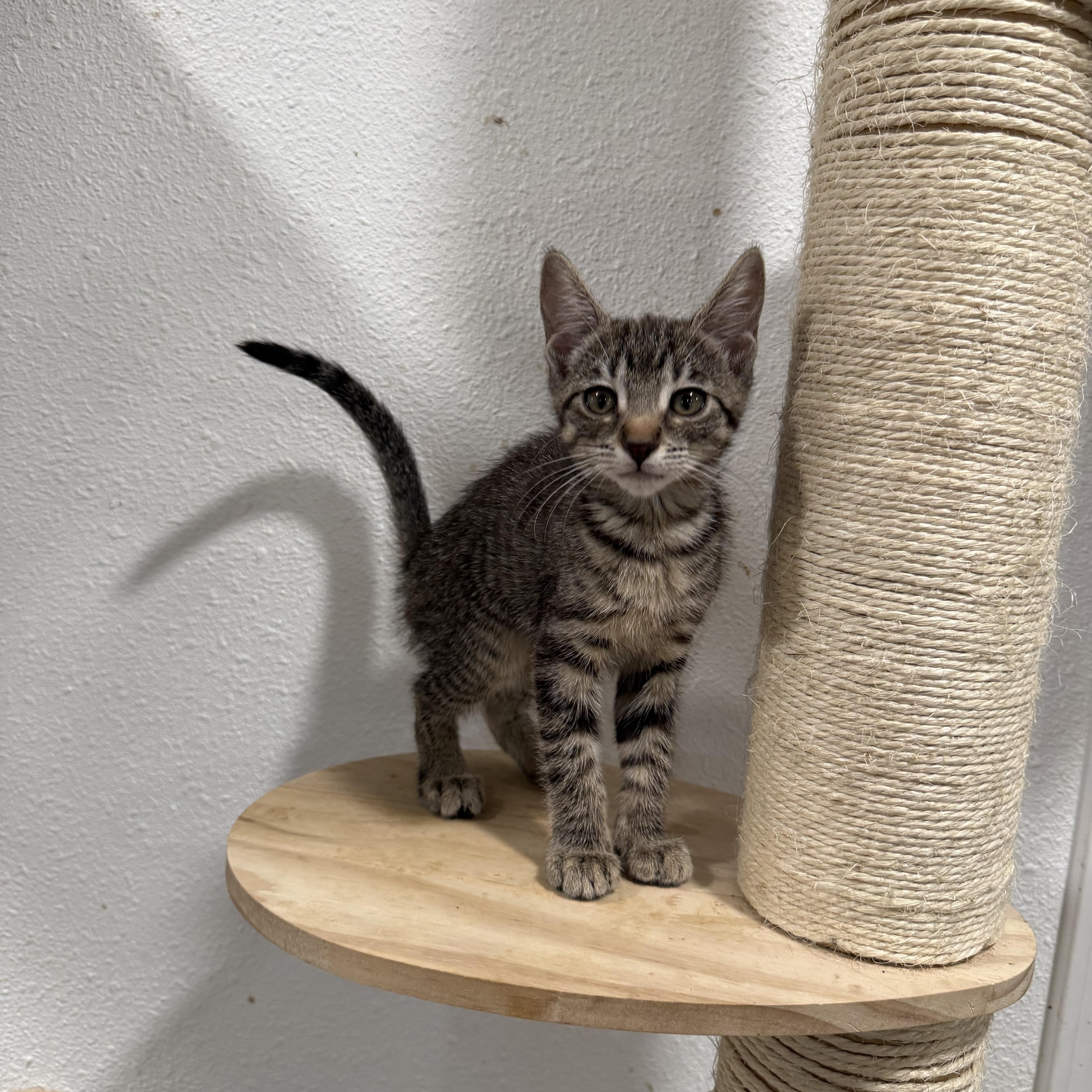 Tiny Tail thumbnail 4